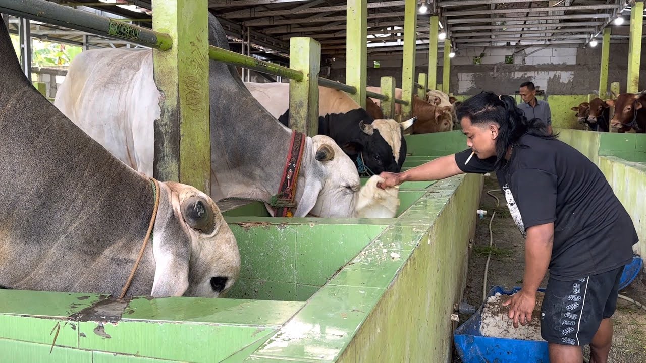 SAPI MONSTER SUNNY FARM, lebih murah, diluar 50jt disini 35jt 🔥