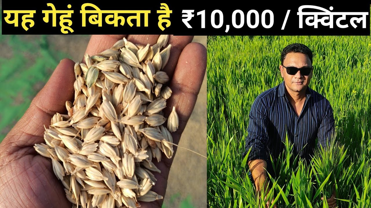 यह गेहूं बिकता है ₹10,000 / क्विंटल | Khapli Wheat | Wheat Farming | Natural Farming Made Easy
