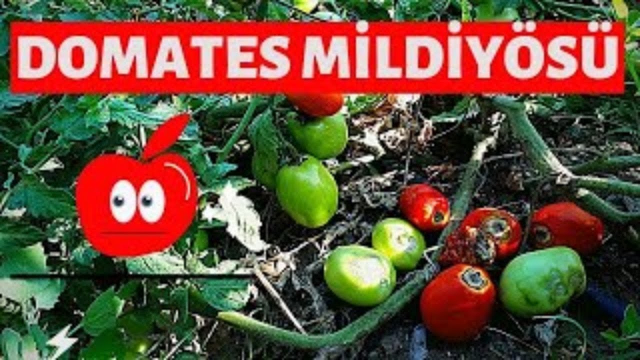 DOMATESTE MİLDİYÖ HASTALIĞI MÜCADELESİNİN SIRRI ERKEN MÜDAHELE