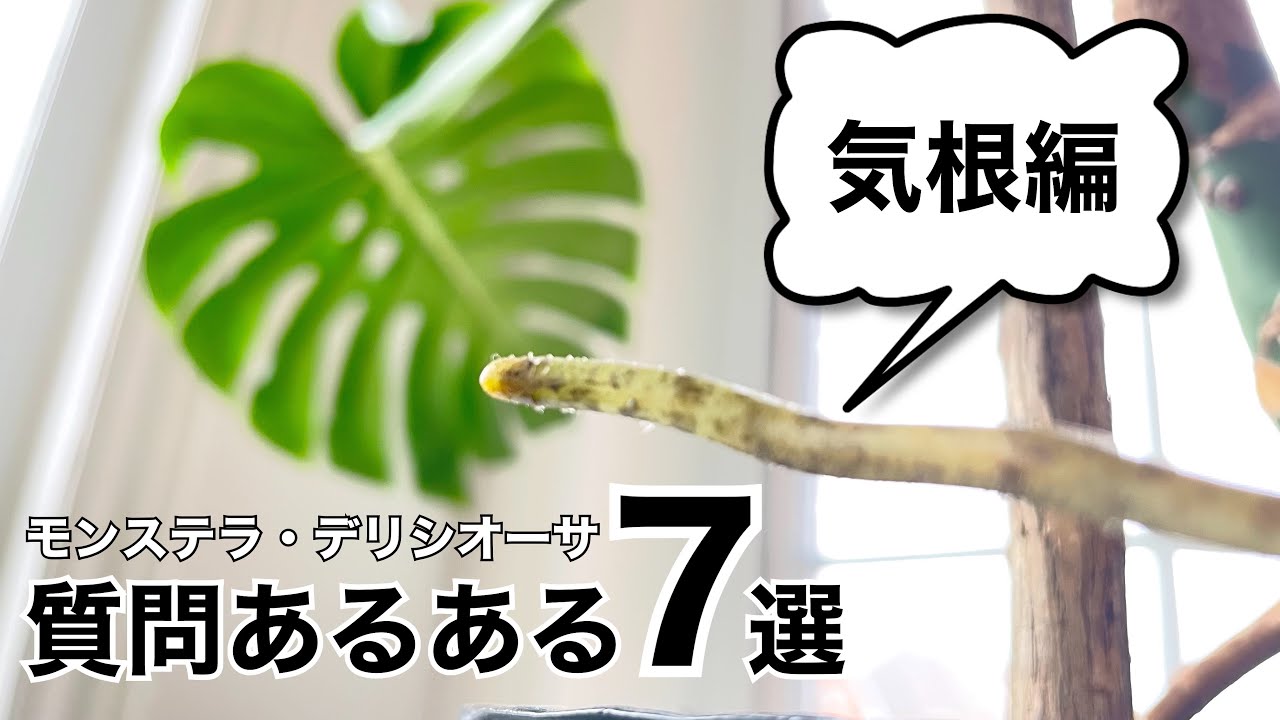 【モンステラ】気根にまつわる質問7選【デリシオーサ】