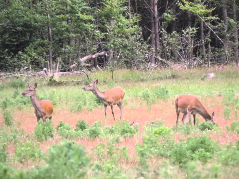 Wild spotten in Hoog Buurlo juni 2015