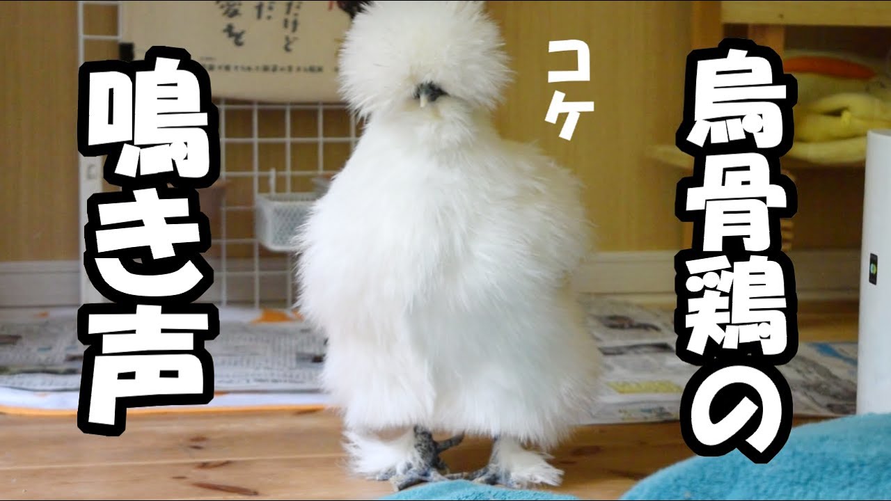 なんか変な烏骨鶏の鳴き声