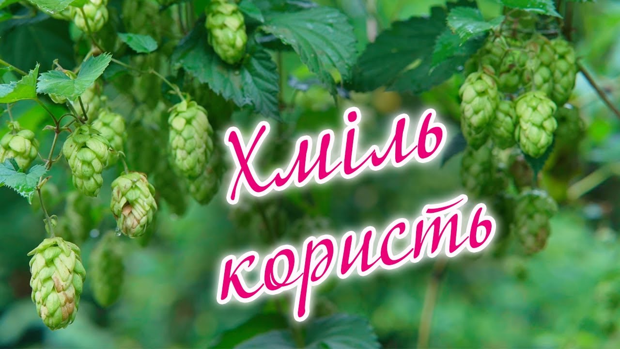 Хміль його лікувальні властивості