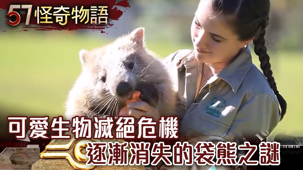 可愛生物滅絕危機 逐漸消失的袋熊之謎【57怪奇物語】