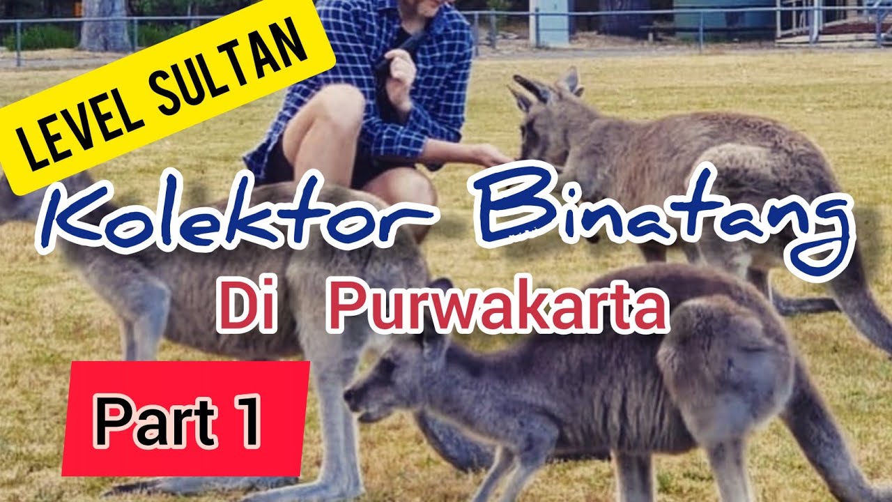 Kolektor Hewan Level Sultan