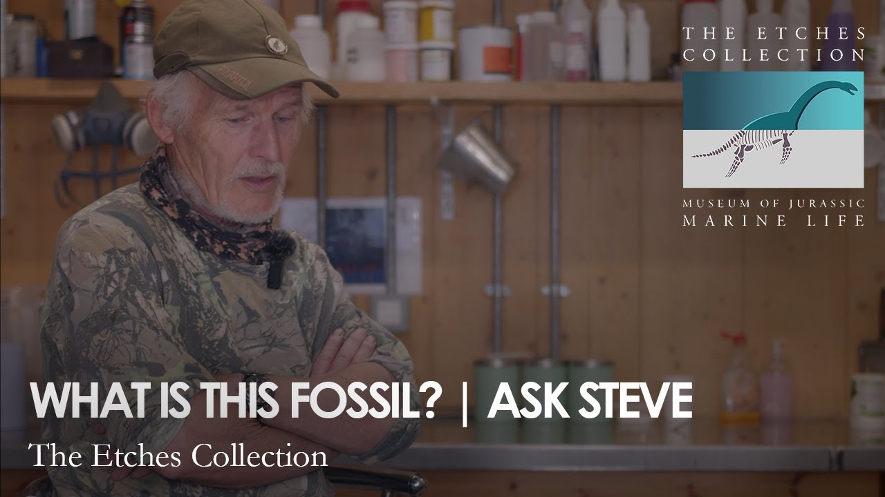 WHAT IS THIS FOSSIL? | ASK STEVE