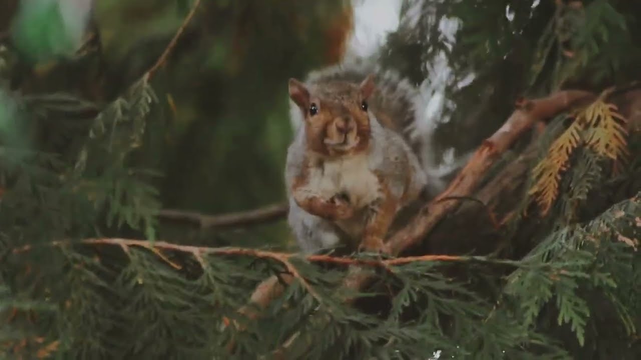 lofi study and focus in nature - squirrel in the wind (wobbles)