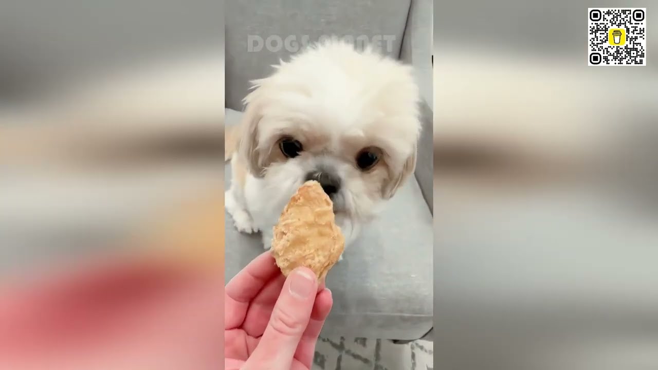 🐶🤯 Эпическая подборка собачьих неудач: гарантированно поднимет вам настроение! 🌟🐶