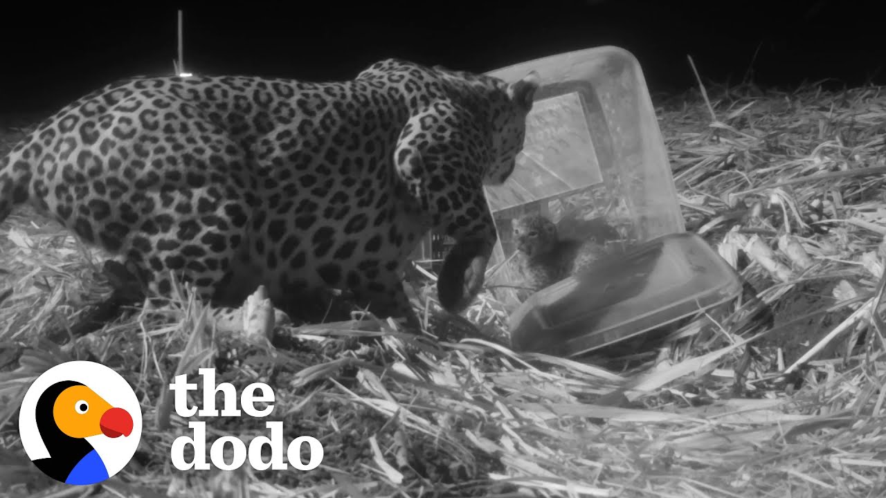Watch This Mama Leopard Reunite With Her Baby And Carry Him Off In Her Mouth | The Dodo