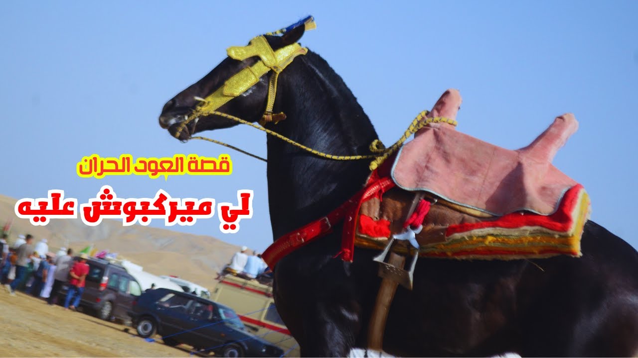 قصة العود الحران  يلي ميركبوش عليه | مشاهد من  مهرجان كلاز بإقليم تاونات اللهم بارك 🐎🐎❤❤💥💥