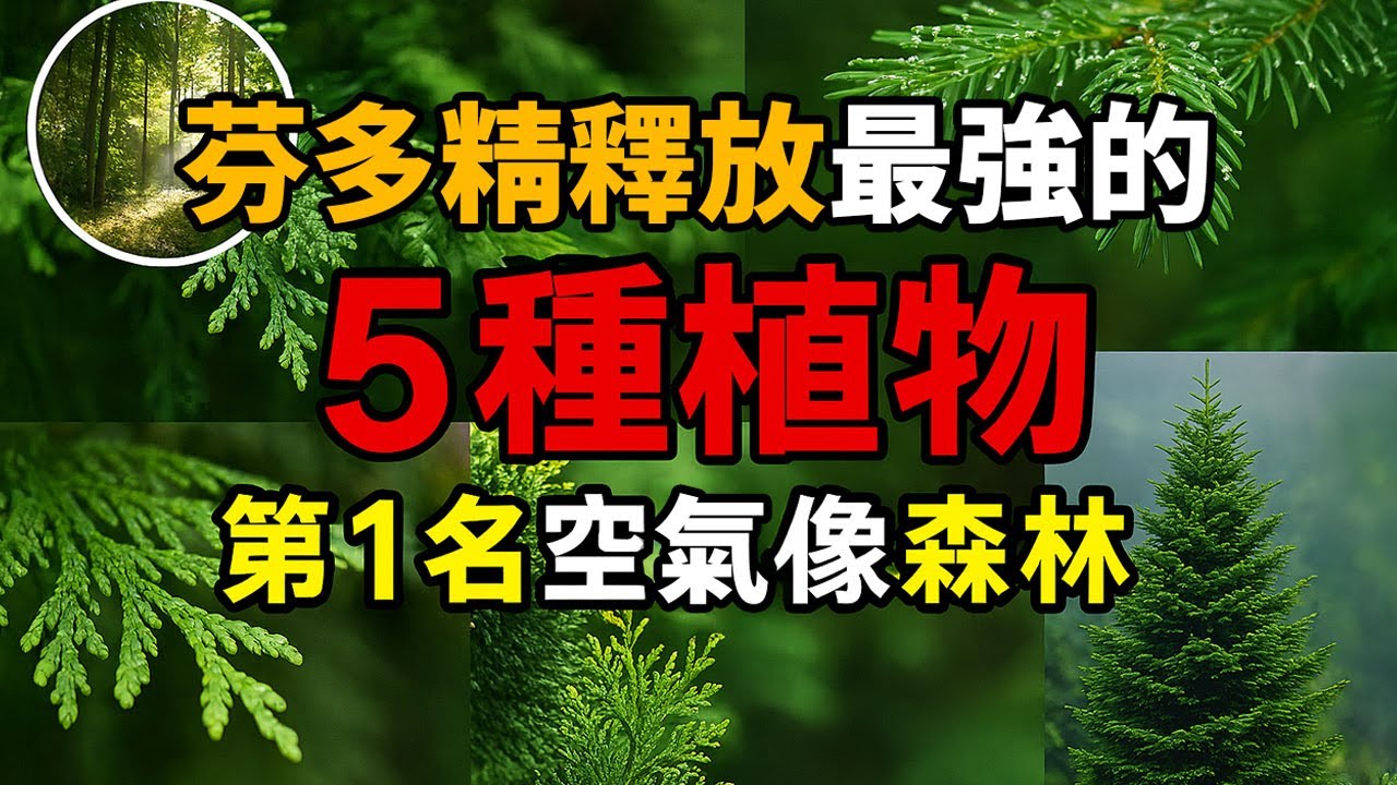 🌲🎄芬多精釋放最強的5種植物，第1名空氣像森林| 室內森林感 | 自然療癒植物 | 芬多精綠植 | 健康氣場 | 綠色芳香 | 淨化效果最佳 | 空氣氧氣製造機 | 抗壓植物推薦