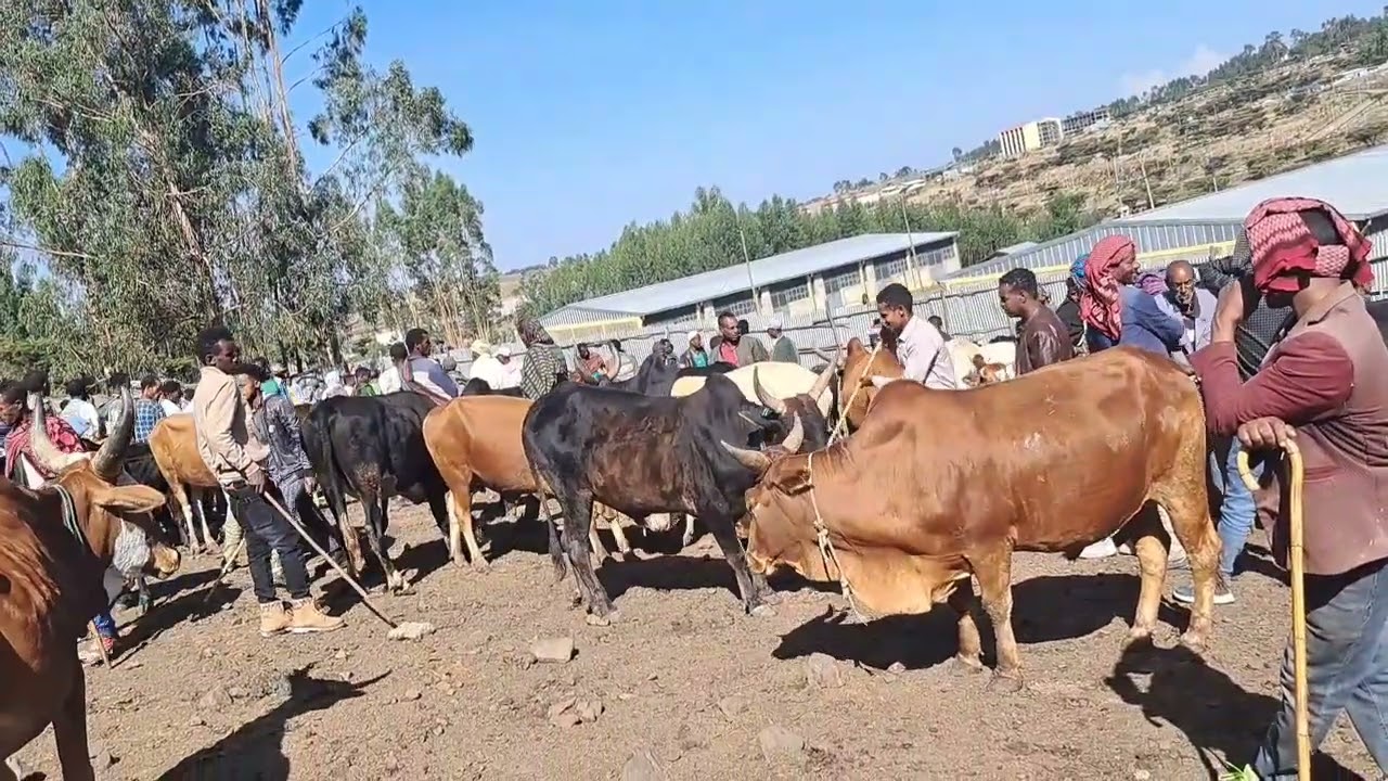 በቦረና መካነ ሰላም የፍየልና የበሬ ወቅታዊ ዋጋ