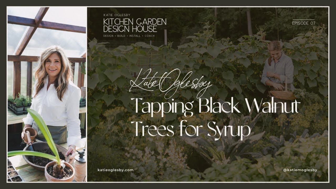 Tapping Black Walnut Trees for Syrup