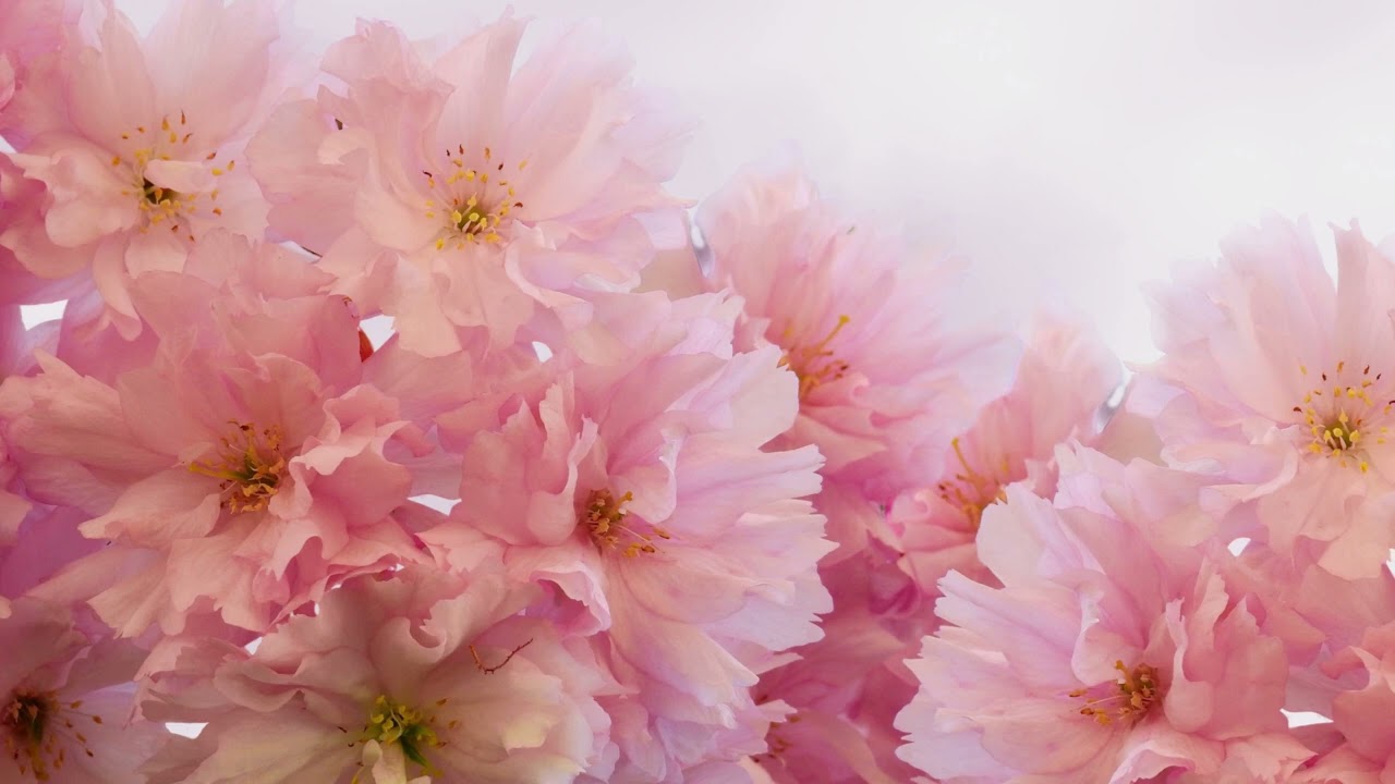 Pink Flowers - Tv Screensaver - Tv Art - No sound - 2 Hour - 1 Picture