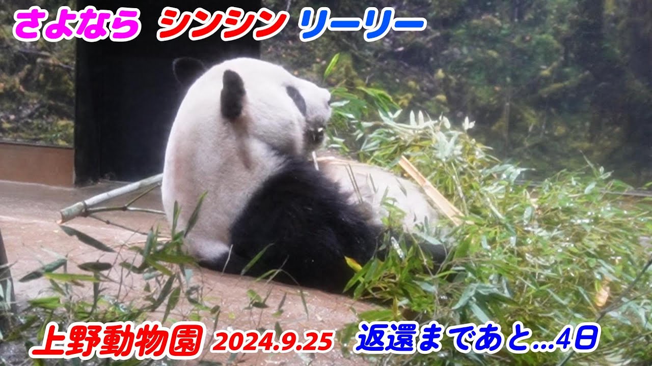 上野動物園 さよならシンシン・リーリー 2024.9.25