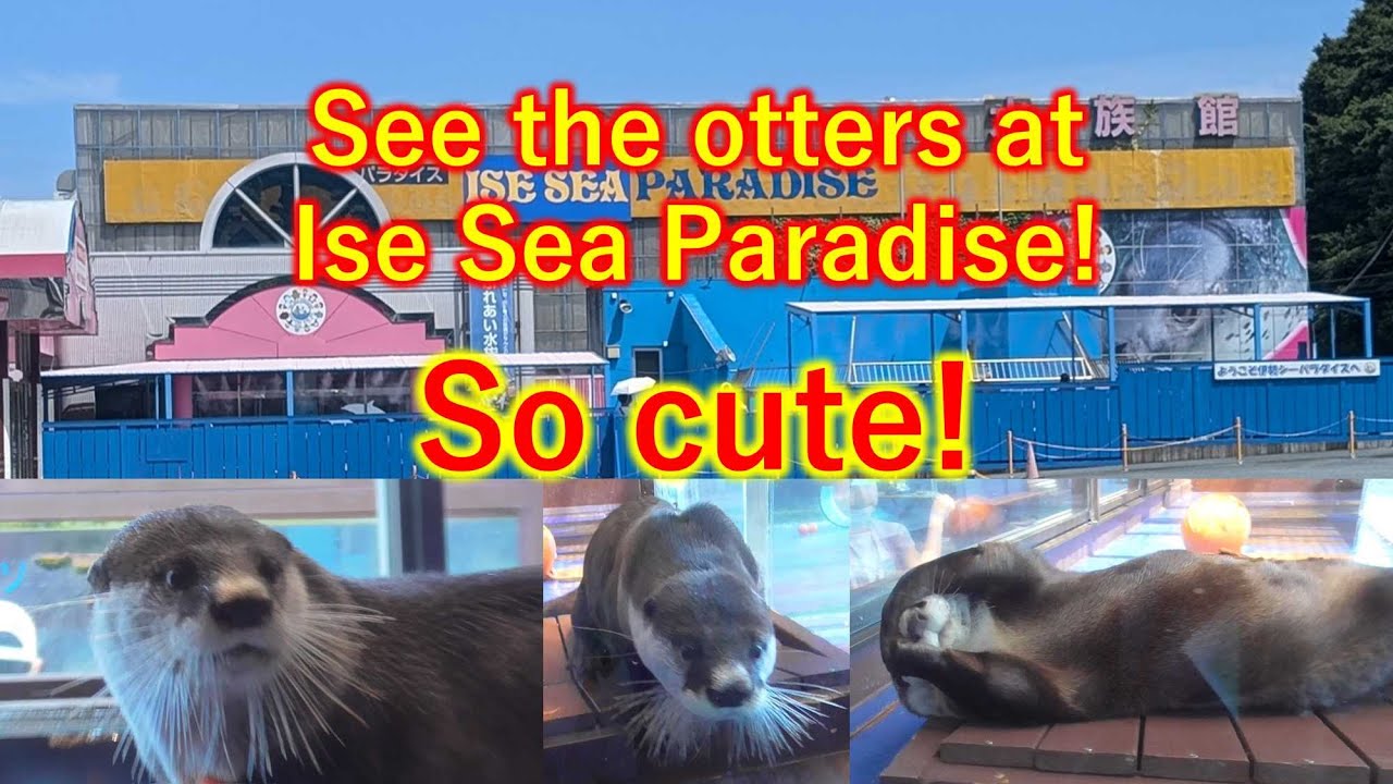 Cute otter in Ise Sea Paradise, in Japan