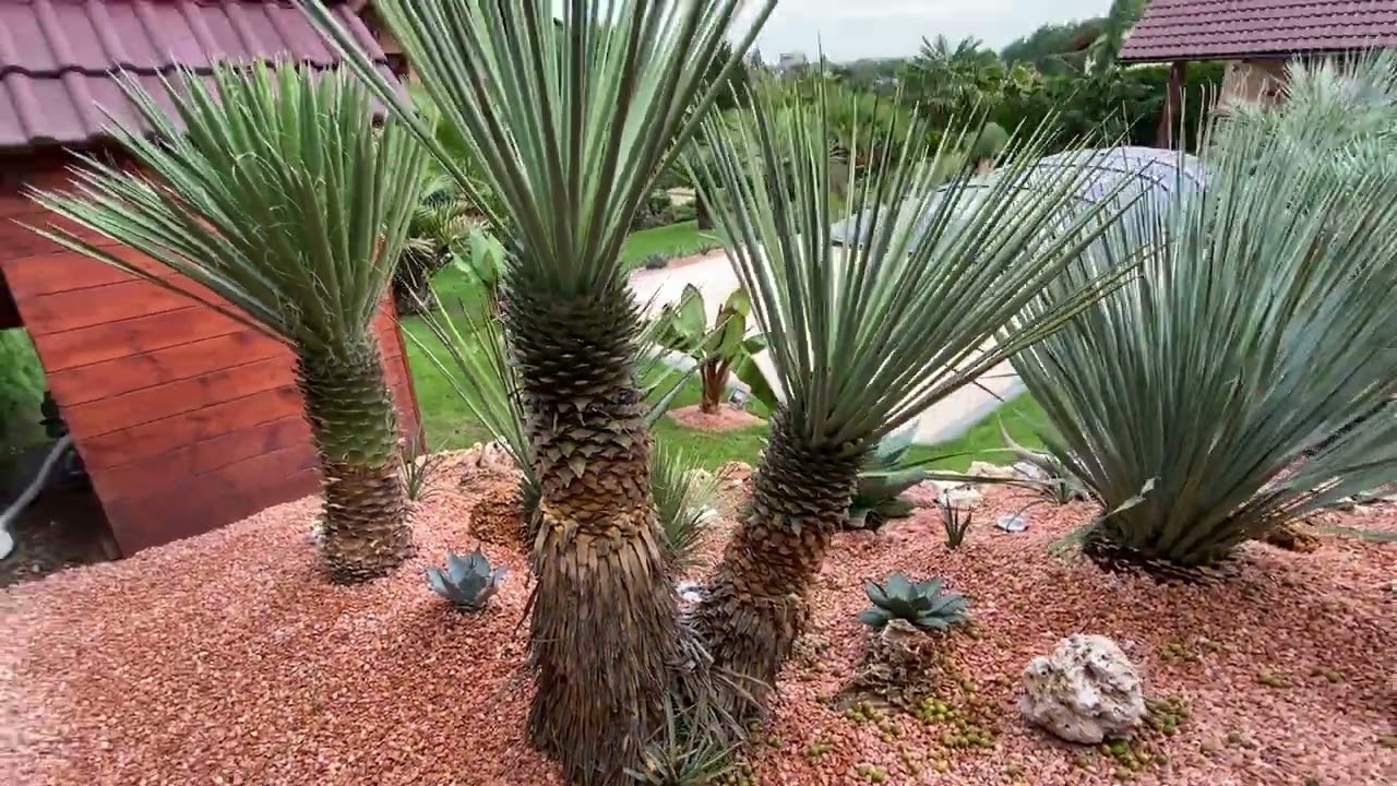 Palmy a Zahrady - Czech Republic - 4x headed Yucca rigida - August 27th 2022