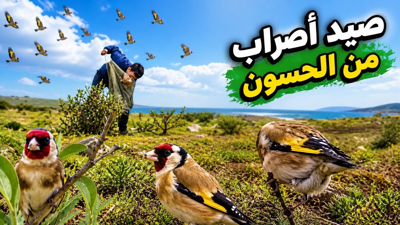 أفضل طريقة لصيد الحسون بالشبكة في موسم الهجرة