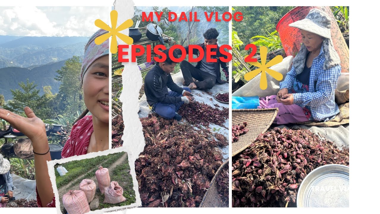 Cardamom Harvesting in Arunachal Pradesh 👌👉