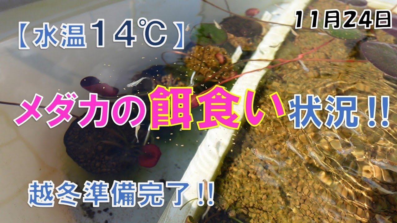 越冬準備完了‼秋の餌食い状況 2025.11.24