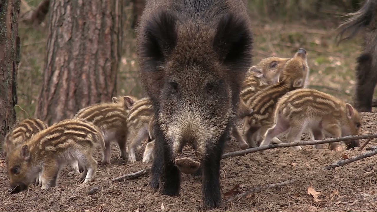 Leven in Vrijheid? Wildlife Veluwe 2021 movie