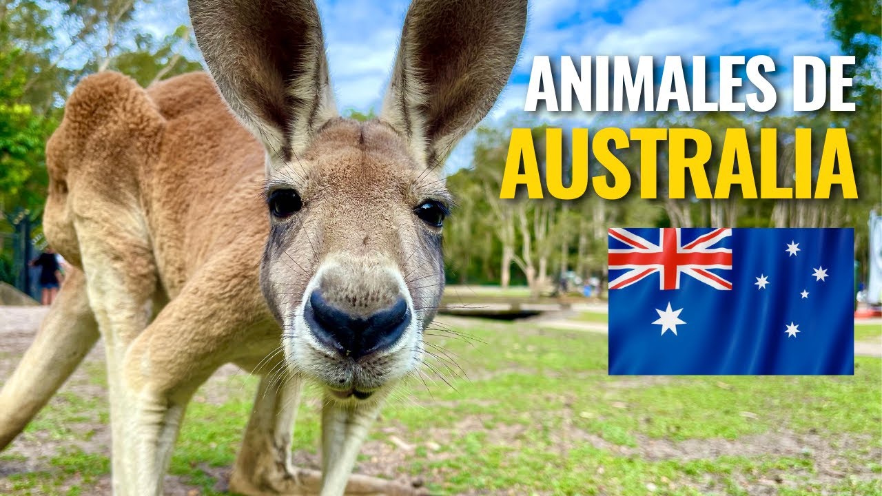 Los 10 Animales MÁS icónicos de Australia: Imperdible! 🐨🦘🐊
