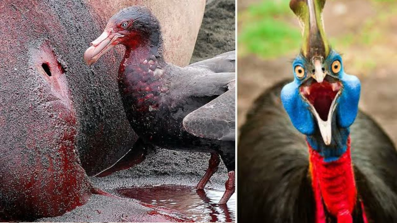 7 Deadliest Birds on the Planet