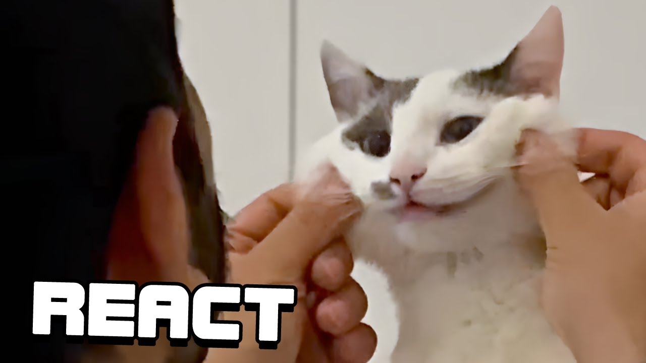 React: UNUSUAL MEMES COMPILATION V237