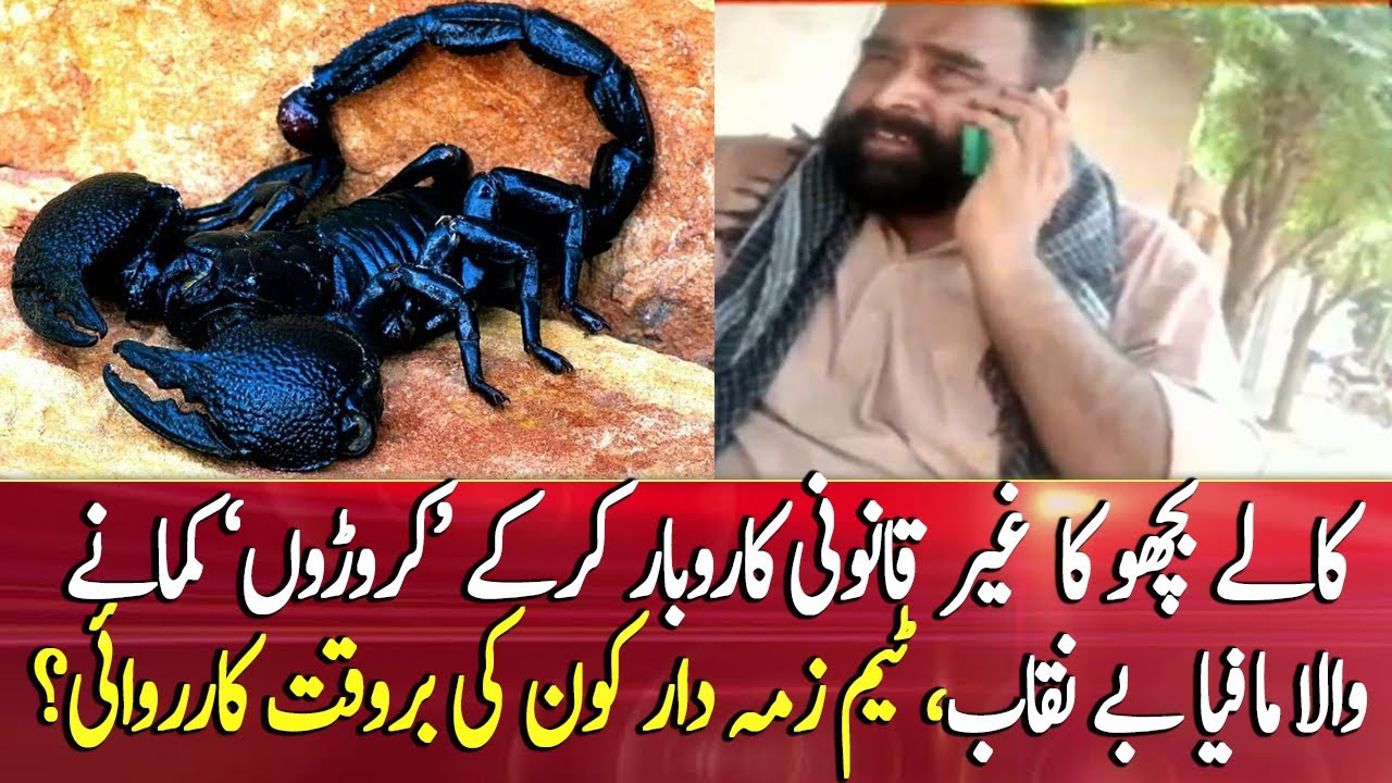 Team Zimmedar Kaun identifies "Black Scorpion Mafia" in Punjab