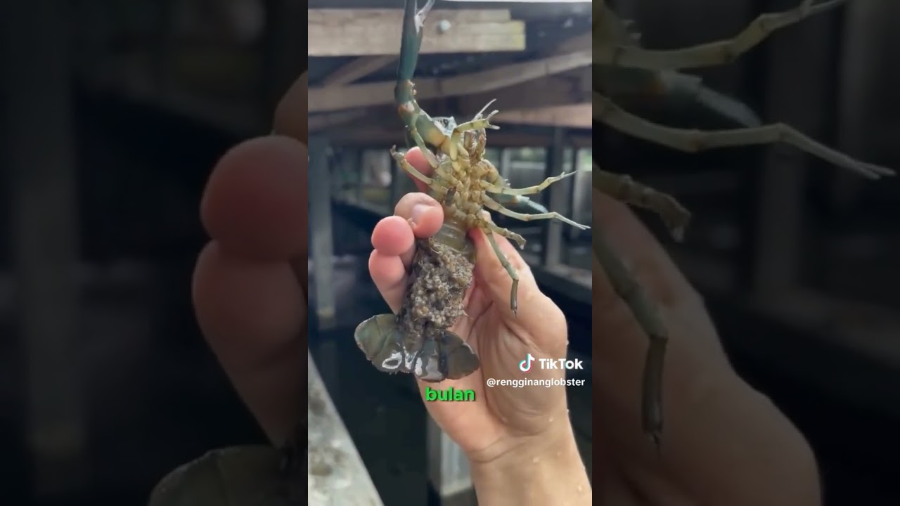 viral 3 jta perbulan hanya dengan budidaya lobster air tawar