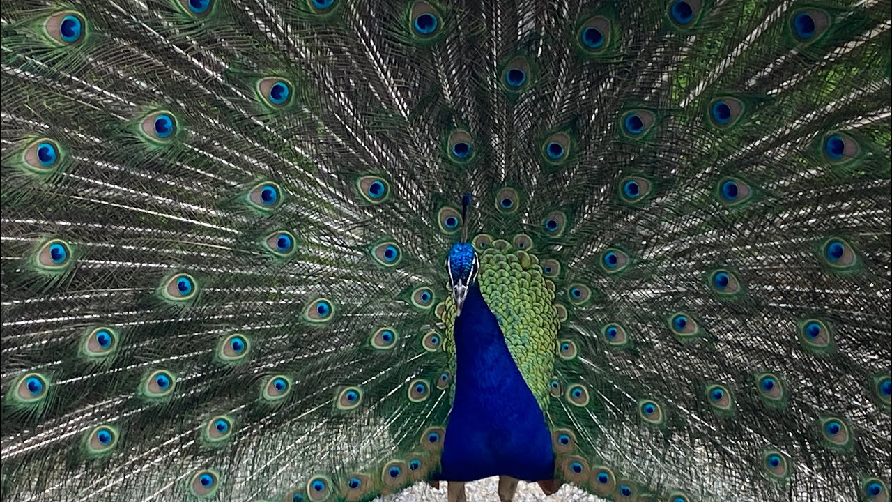 Vojanovy Sady , park garden in Prague with Peacocks walking around
