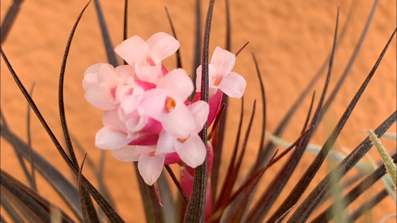 Tillandsia уход. Тиллансии в доме. Как приручить тилландсию.