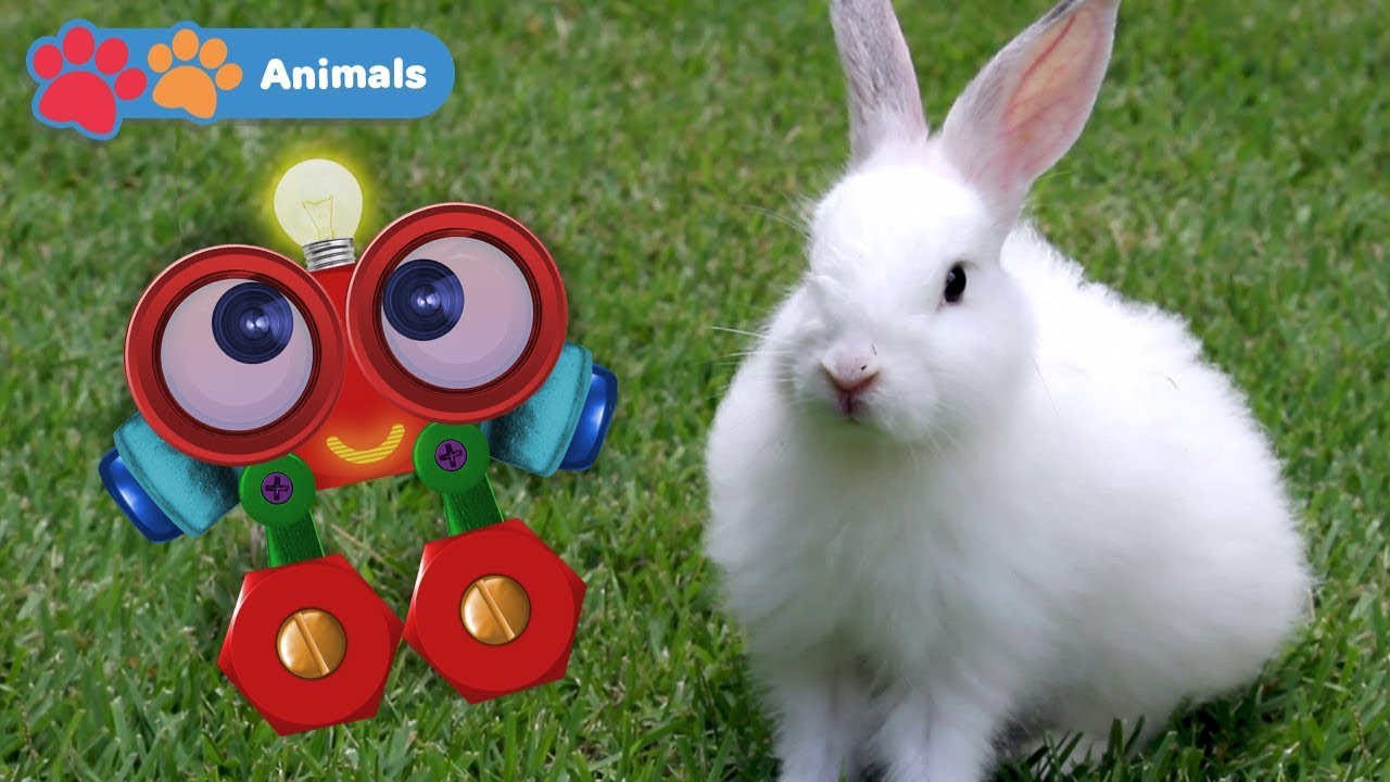 Kids Learn About Animals with Robi | Educational Early Learning Videos with Rabbit, Cow & Monkey