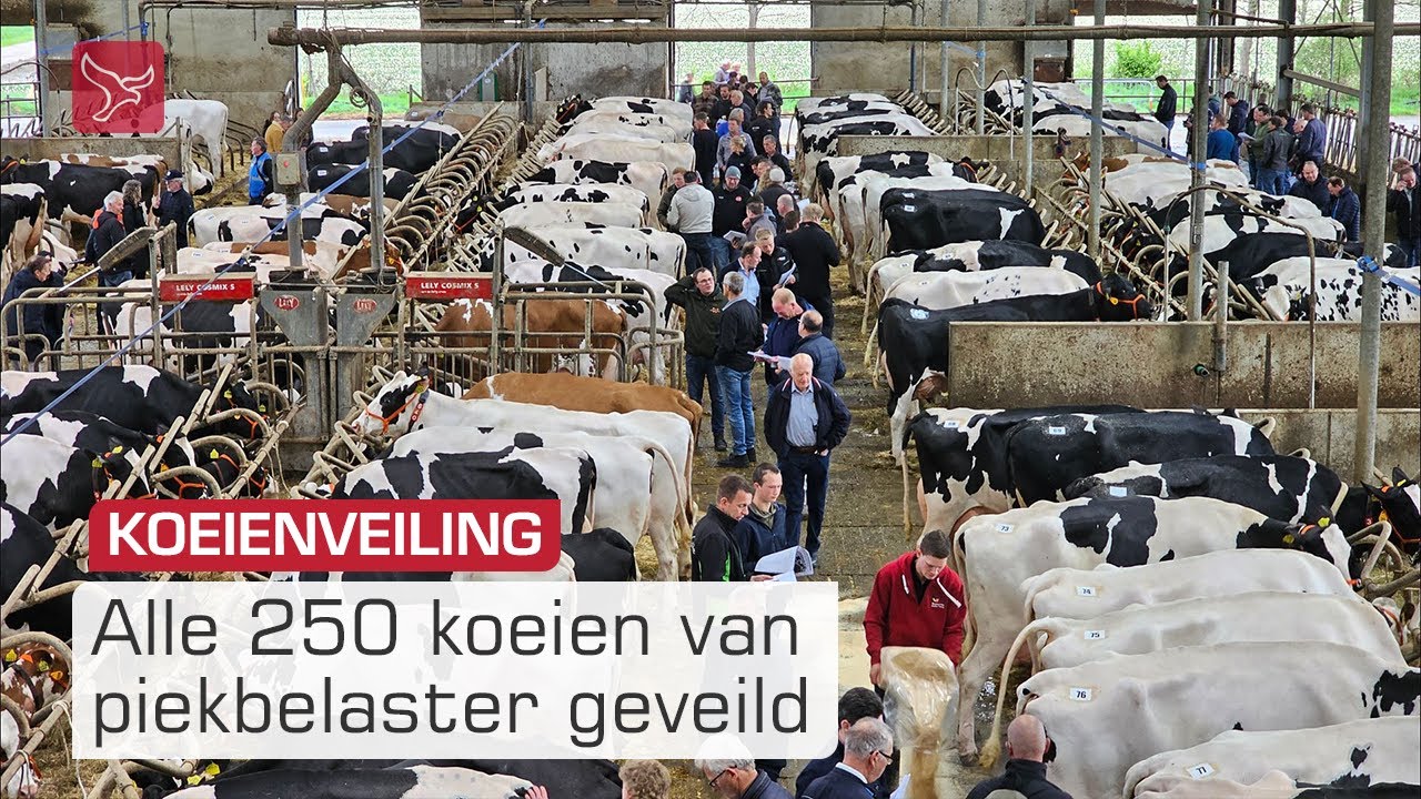 Koeien van 'piekbelaster' in Biddinghuizen geveild | Omroep Flevoland