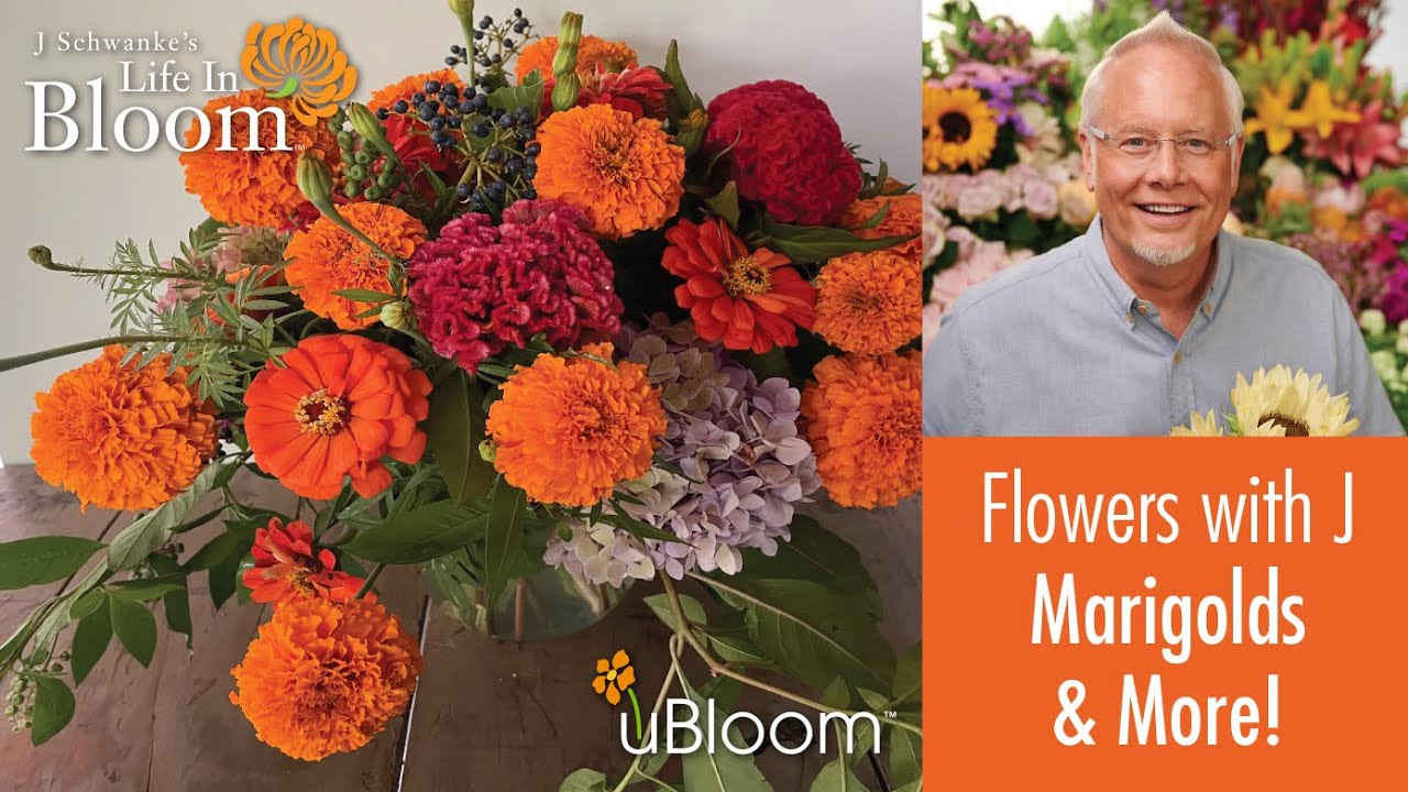 Marigold Arrangement- LIVE with J