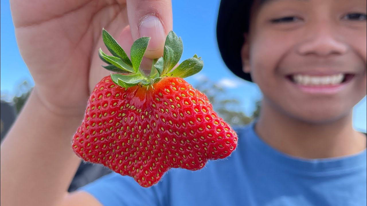 Strawberry Picking | #AussieExperience