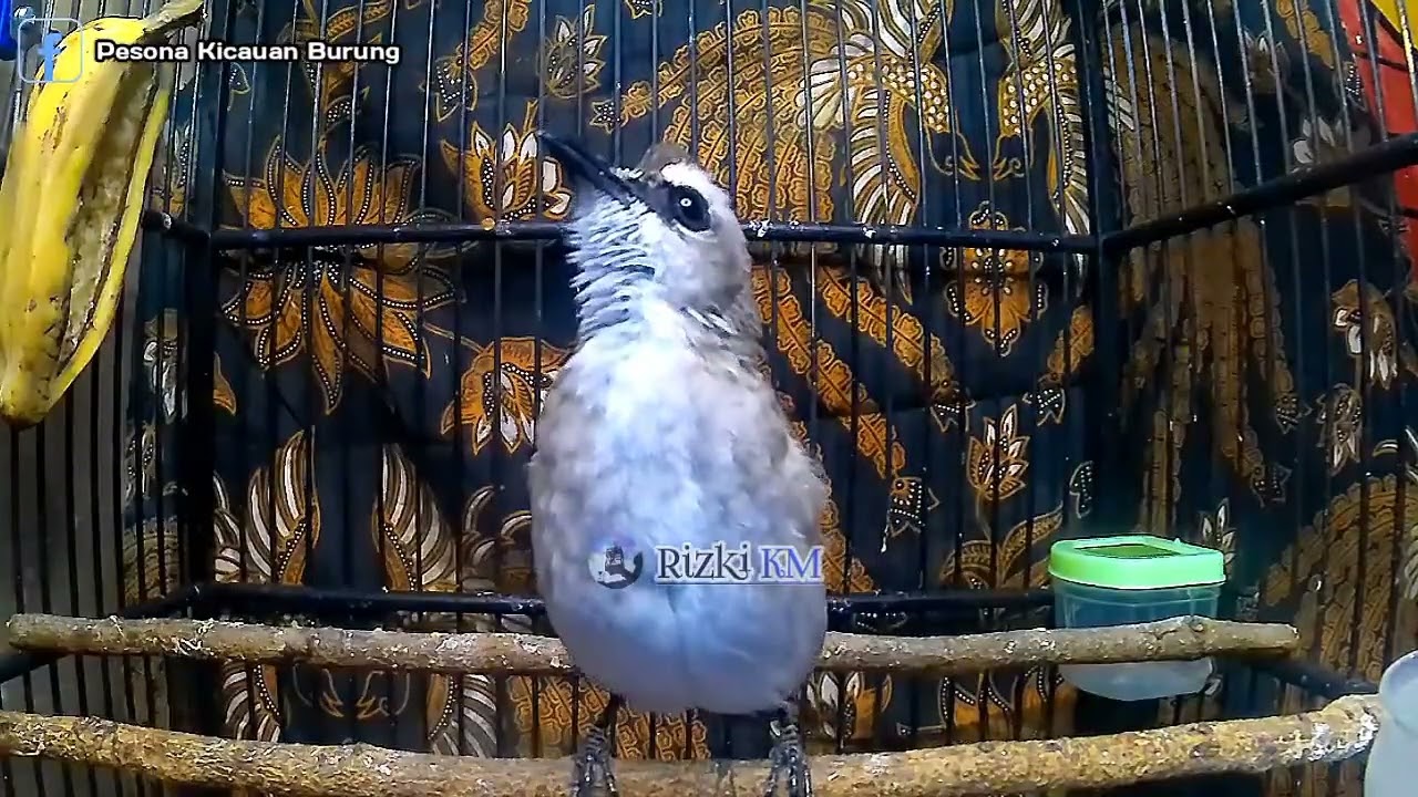 NO 1 TERAPI !! TRUCUKAN GACOR, CEPAT MEMANCING JADIKAN BURUNG TRUCUKAN GACOR NYAUT BUNYI