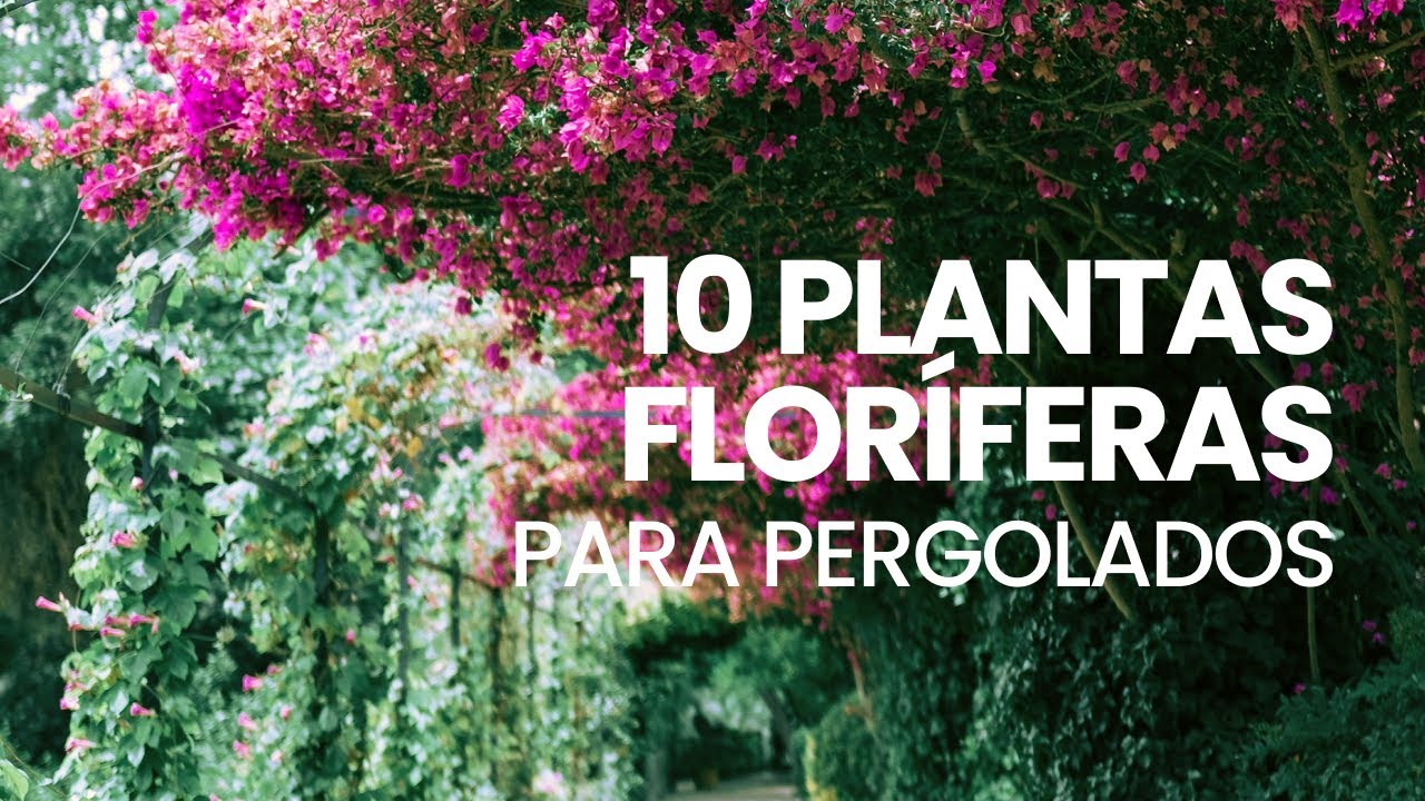 10 plantas floríferas para pergolados