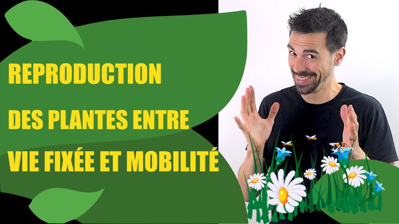 COURS DE TERMINALE SPÉCIALITÉ SVT CHAP.10: REPRODUCTION DE LA PLANTE ENTRE VIE FIXÉE ET MOBILITÉ