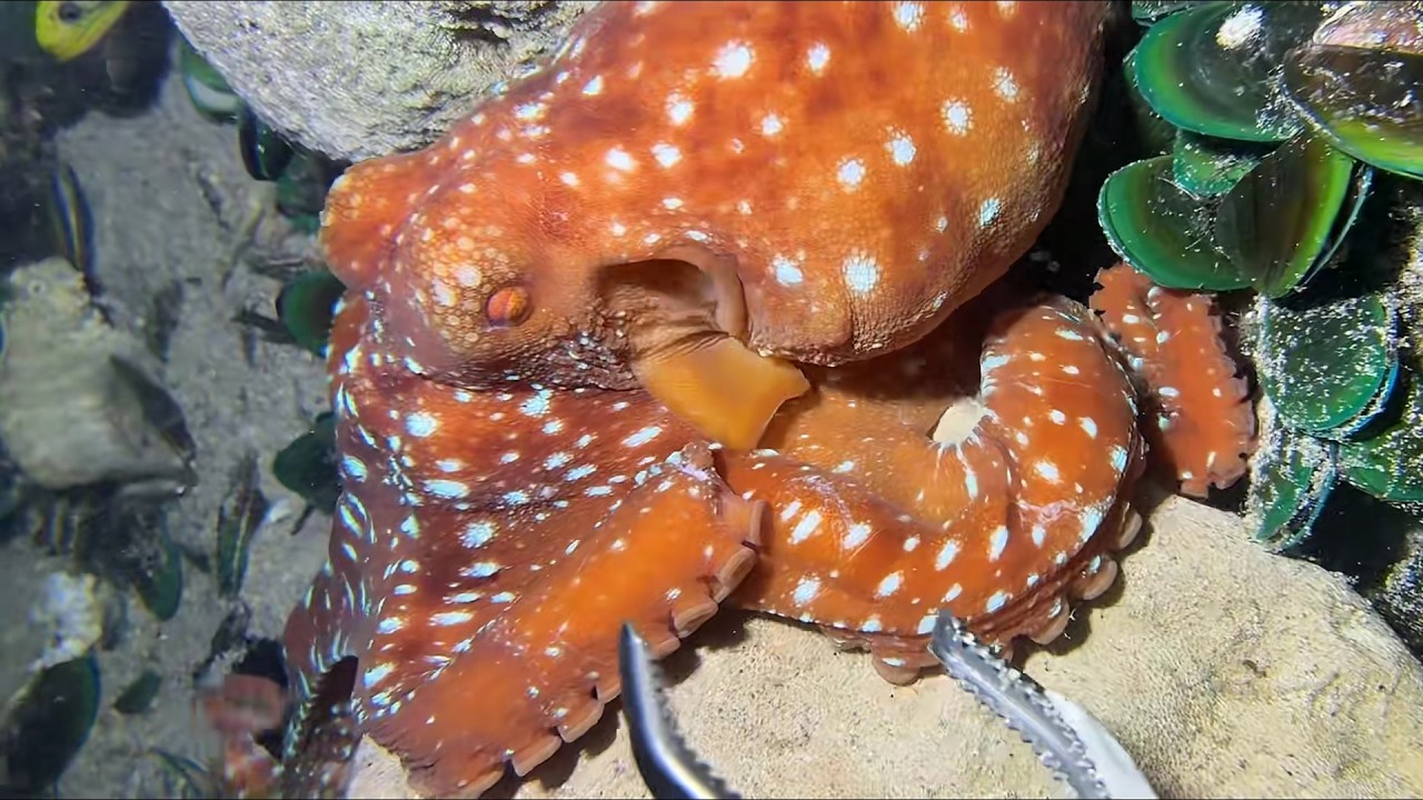 Diving under the sea to catch eels, crabs and sea cucumbers | Part 173-1