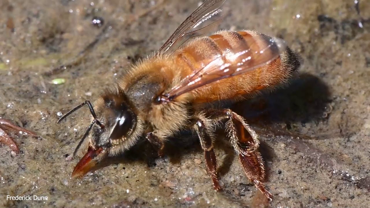 Honey Bees Collecting Water for the Hive, Water Bees doing what they do. VERY Close Up Details