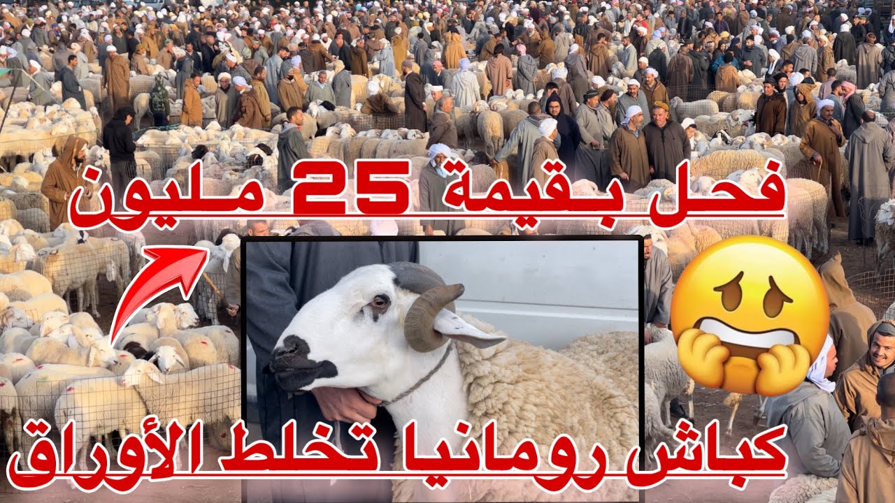 إنتقال عدوى حمى الكباش الرومانية إلى أسواق المواشي  وسط / و تجار المواشي متخوفون من الوضع القادم🇷🇴
