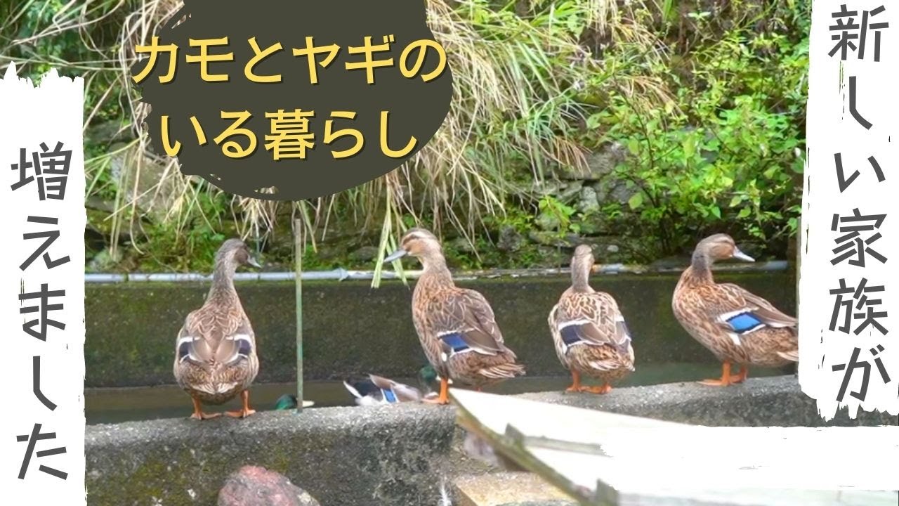 【田舎暮らしvlog】新しい家族が増えました！わが家の動物紹介と小屋掃除をする休日｜合鴨とヤギのいる暮らし
