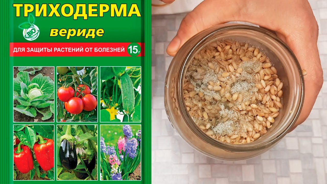 ТРИХОДЕРМА 100% СПОСОБ ВЫРАСТИТЬ НА ПЕРЛОВКЕ СВОИМИ РУКАМИ В ДОМАШНИХ УСЛОВИЯХ