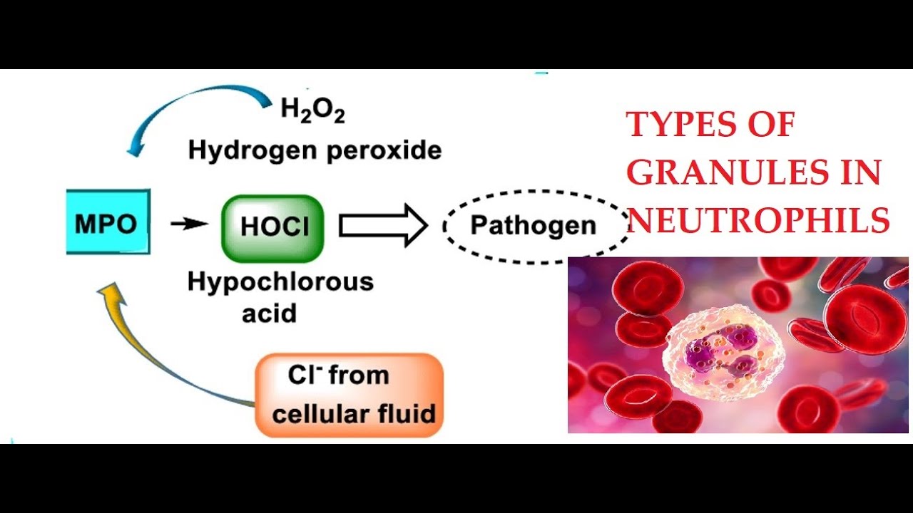 L25: Function of Myeloperoxidase (Granules in Neutrophils)