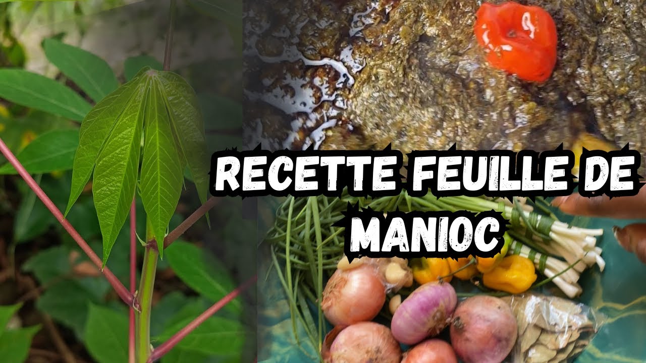 Recette Centrafricaine 🇨🇫 : Feuilles de Manioc – Le Plat Traditionnel Incontournable !