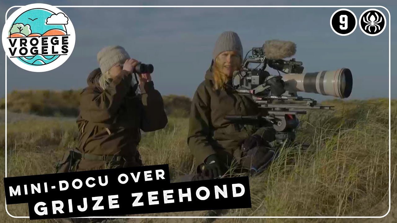 Grijze zeehond in mini-documentaire | TV | Vroege Vogels