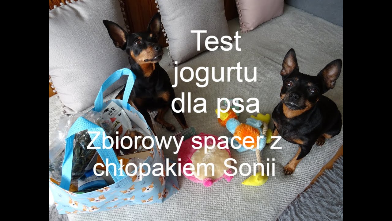 Prezenty z okazji Dnia Zwierząt 2020 r