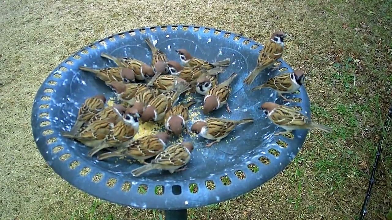 スズメが庭に来ました！　No199　  2/4　夕暮れどきのスズメです #birds #スズメ #sparrow #birdwatching #wildbirds