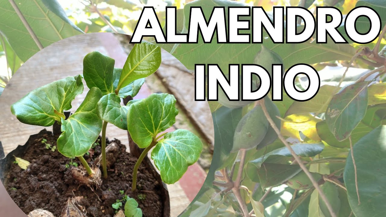COMO REPRODUCIR  ÁRBOL  ALMENDRO || 🌳 Árbol #1 en Sombra